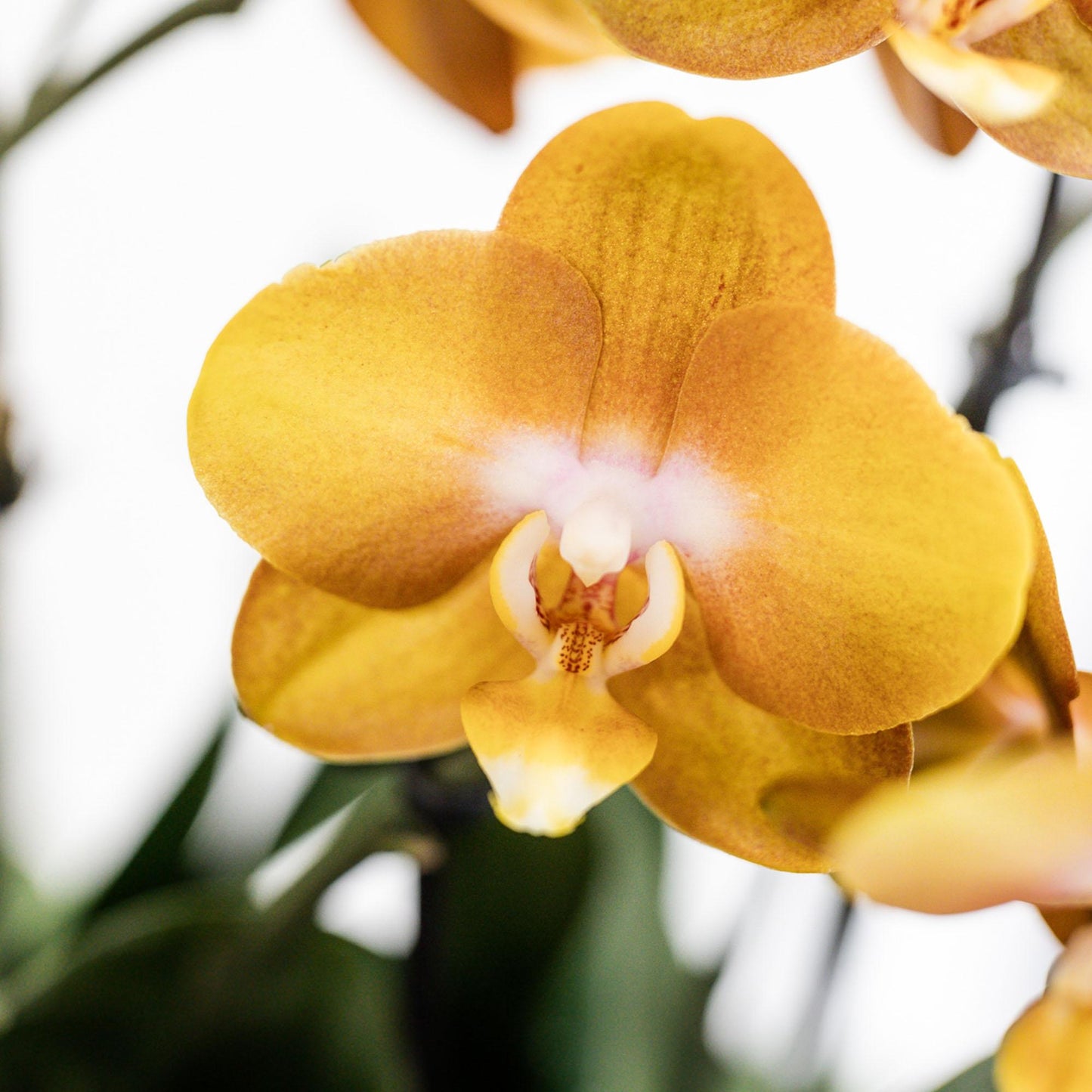 Kolibri Orchids | orange Orchideen-Set im Baumwollkorb inkl. Wassertank | drei orange Orchideen Las Vegas 12cm | Mono Bouquet orange mit autarkem Wassertank.