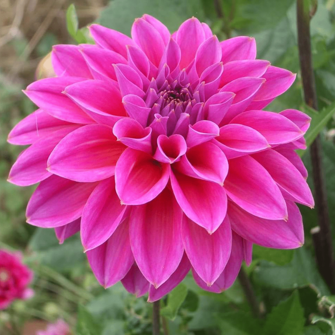 Flowerbulbs Amsterdam - Mix Gerard's Darlings, 12 Dahlie Natal & 12 Dahlie Blue Bell knollen für 4 m²