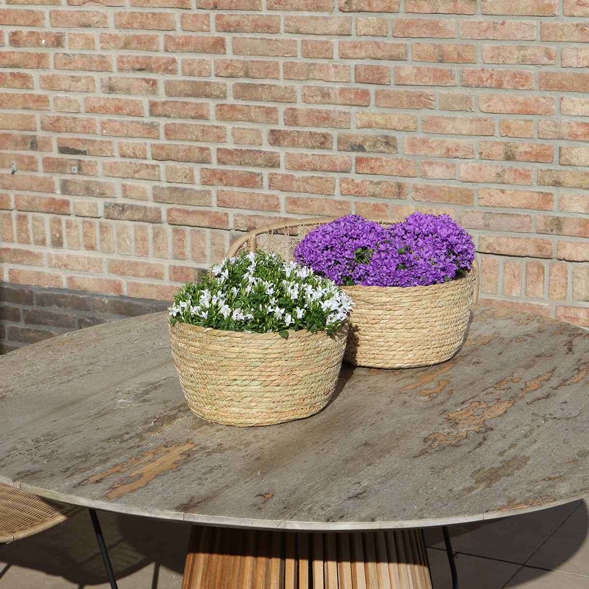 Campanula Addenda Ambella Intense purple - Weidenschale mit Campanula mit Bewässerungssystem - 3 Stück - Glockenblume lila - Topfgröße 12cm - indoor & outdoor