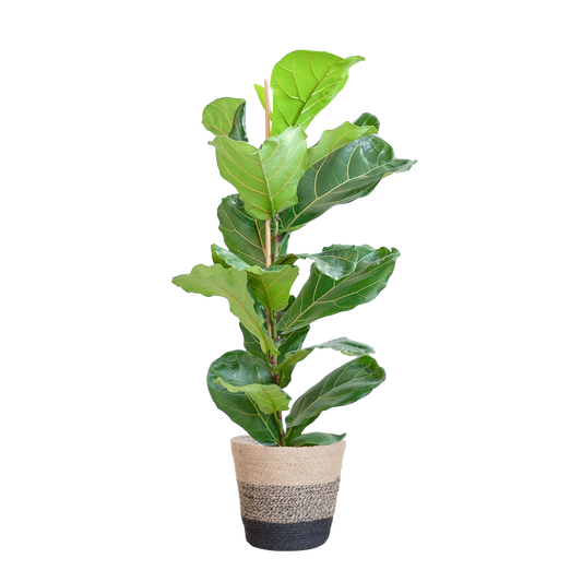 Ficus Lyrata mit Korb Lissabon schwarz - 80cm - Ø21