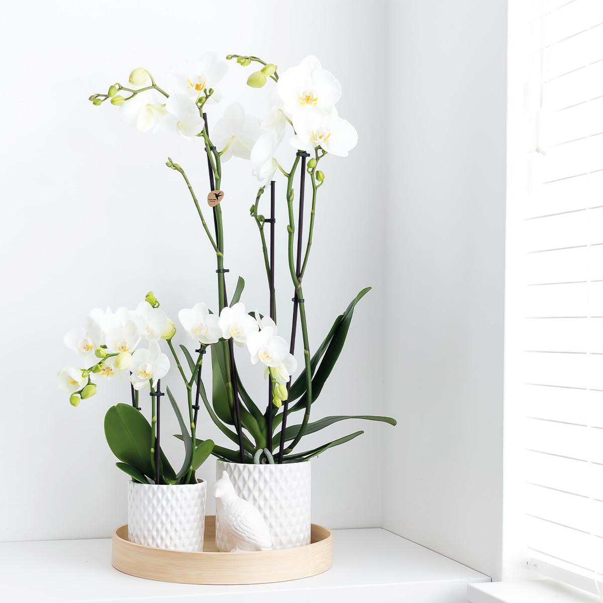 Kolibri Home | Ornament - Deko-Skulptur Kakadu - White