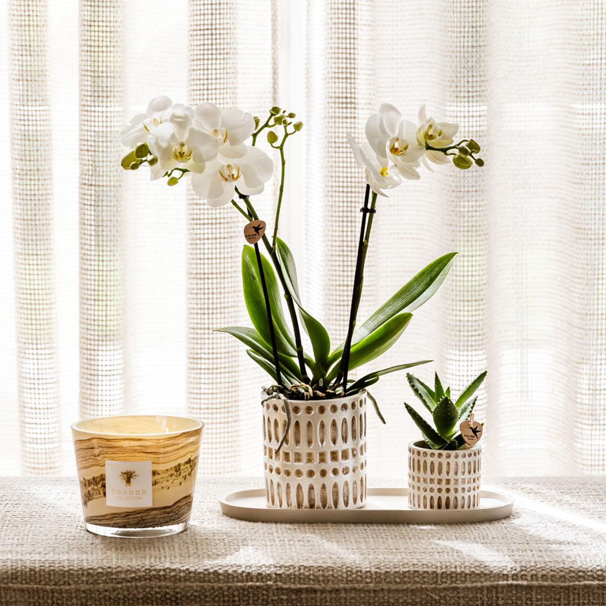 Kolibri Company | Pflanzenset Le Chic Small | Weiße Phalaenopsis Orchidee Amabilis und Sukkulente inkl. Keramiktöpfe auf cremefarbenem organischen Tablett