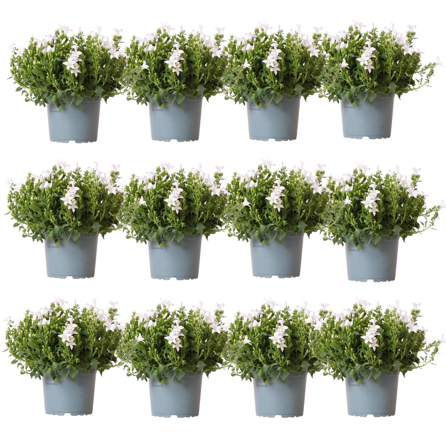 Campanula Addenda - Glockenblume weiß Topfgröße 12cm - 2m2 Bodendecker - 12 Pflanzen - Ambella weiß - Gartenpflanzen - winterhart