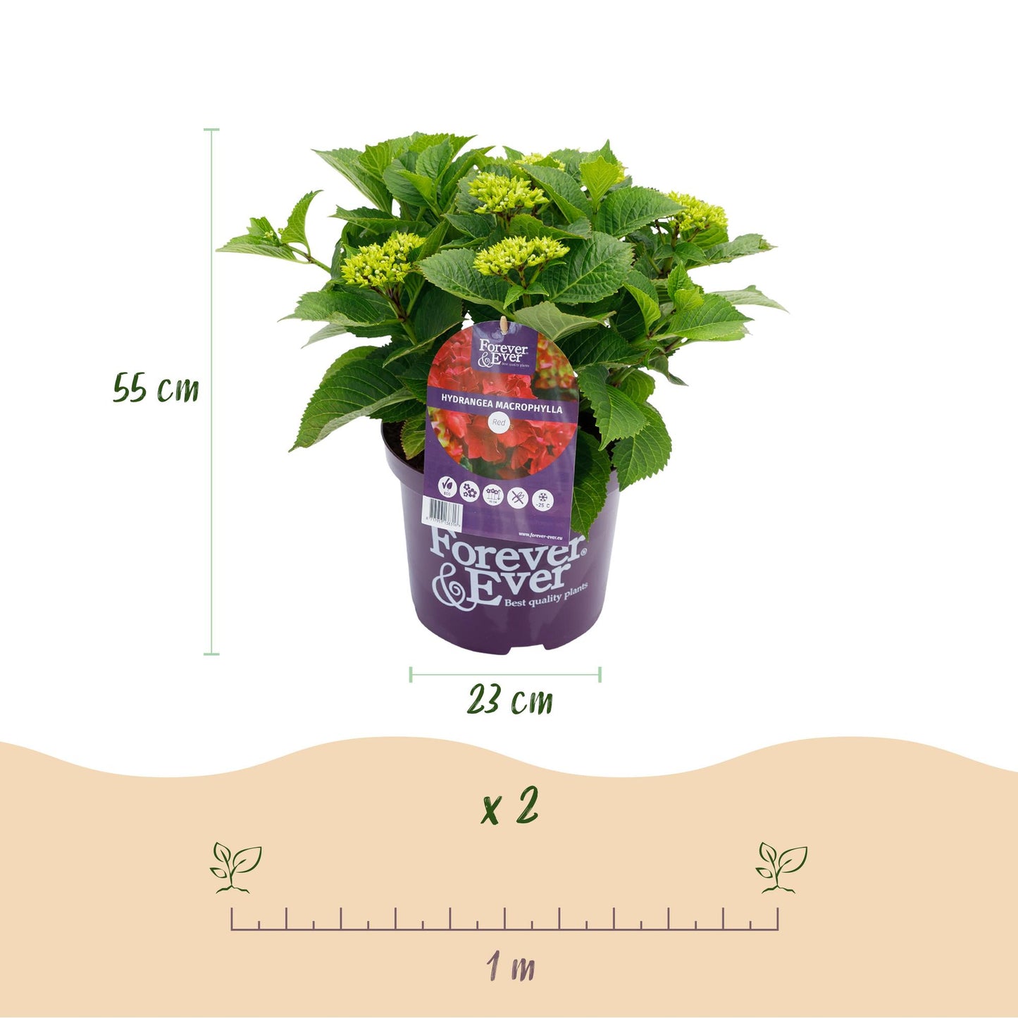 Green boutiQ - Balkonpflanze - Hortensie - Hydrangea Forever & Ever - Rot - 7-12 Blüten - 2 Pflanzen - Topf 23cm Höhe 55cm