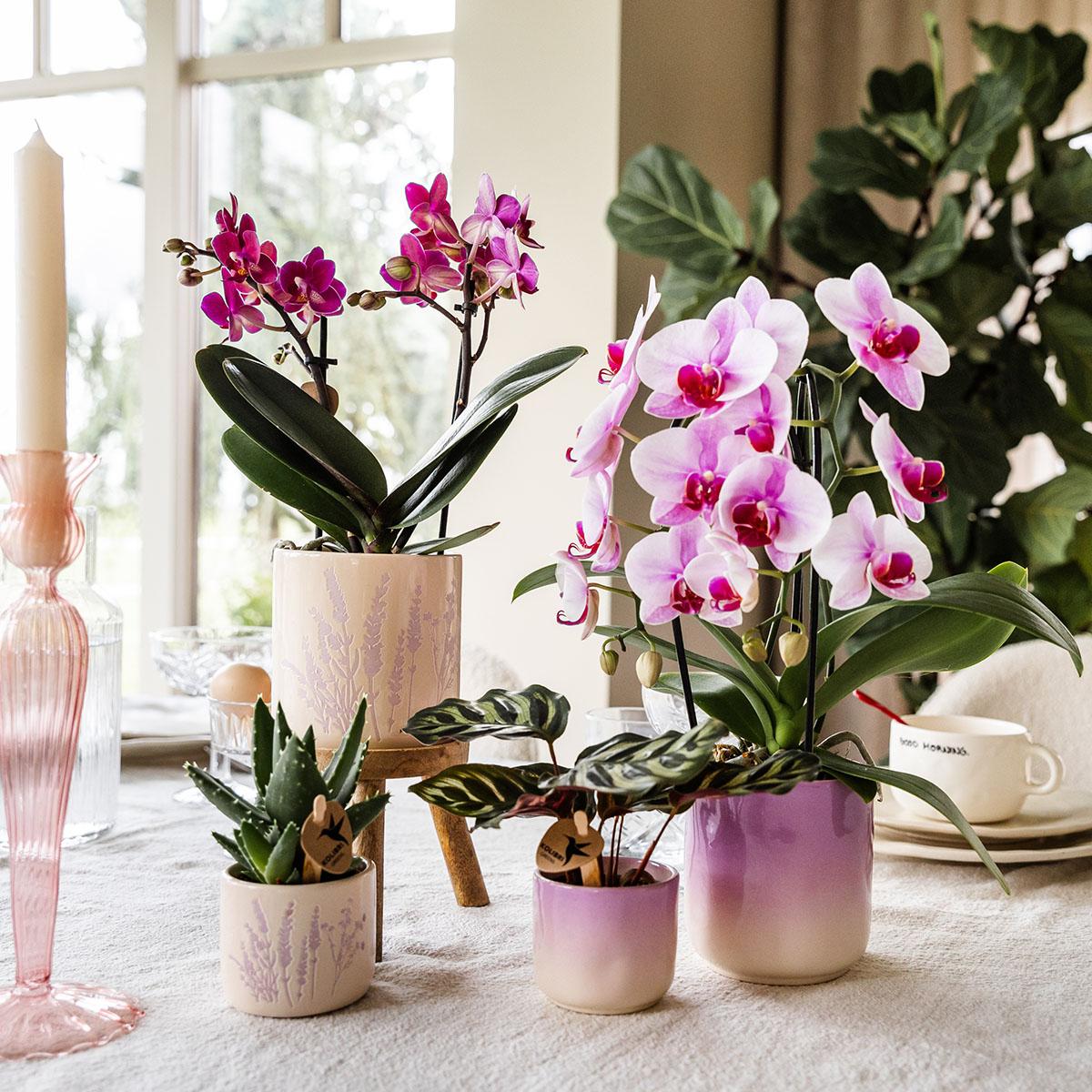 Kolibri Home | Floraler Blumentopf - Lavendel - 6cm