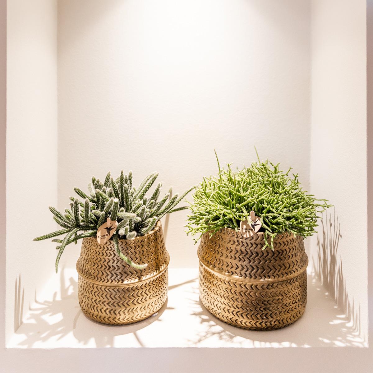 Kolibri Greens | Sukkulenten 2er-Set Pflanzen in dekorativen Töpfen mit goldener Rille - Keramik-Topfgröße Ø9cm