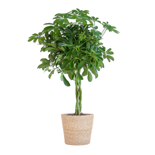 Schefflera Arab Nora mit Korb Sofia natur - 70cm - Ø21