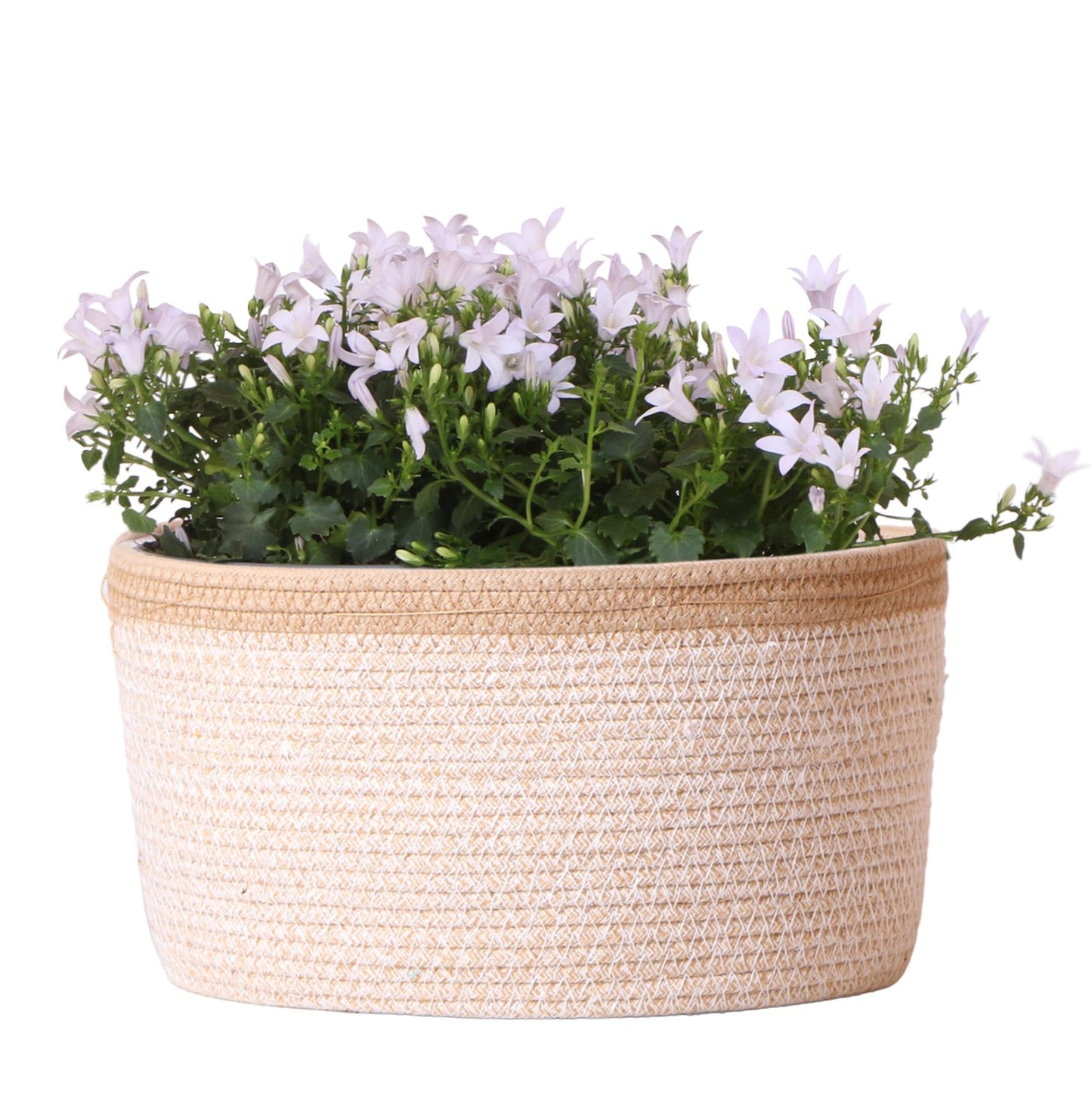 Campanula Addenda Ambella weiß - Baumwollschale mit Campanula mit Bewässerungssystem - 3 Stück - Glockenblume weiß - Topfgröße 12cm - indoor & outdoor
