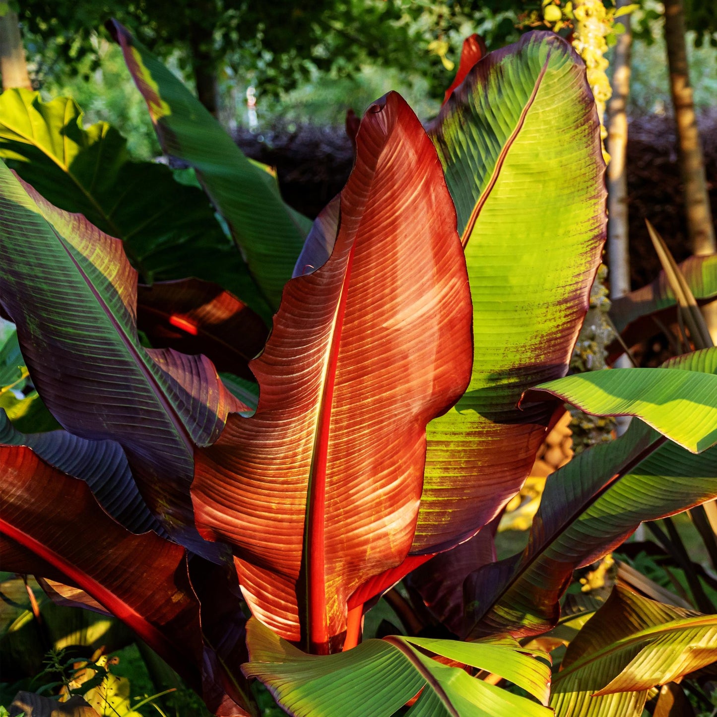 GreenboutiQ - Obstpflanze - Bananenpflanze - Ensete ventricosum Maurelli - Winterhart - 2 Pflanzen - Topf 17cm Höhe 40cm