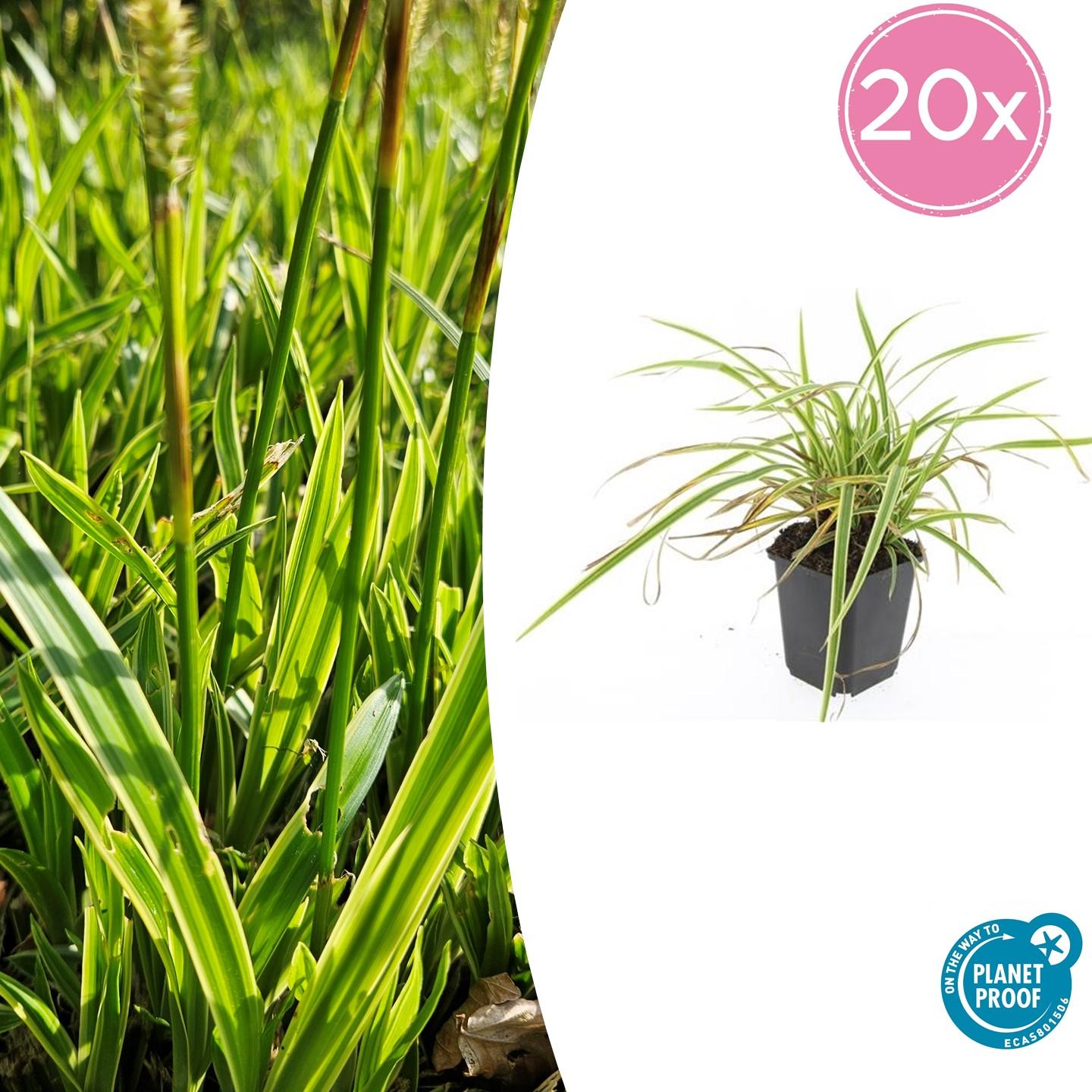 20x Carex morrowii 'Aureovariegata' - ↕10-25cm - Ø9cm