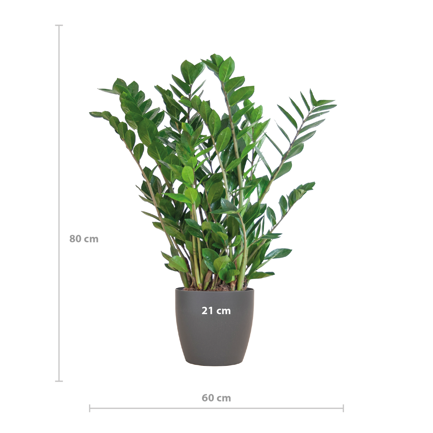Zamioculcas Zamiifolia mit Viber Grau - 80cm - Ø21