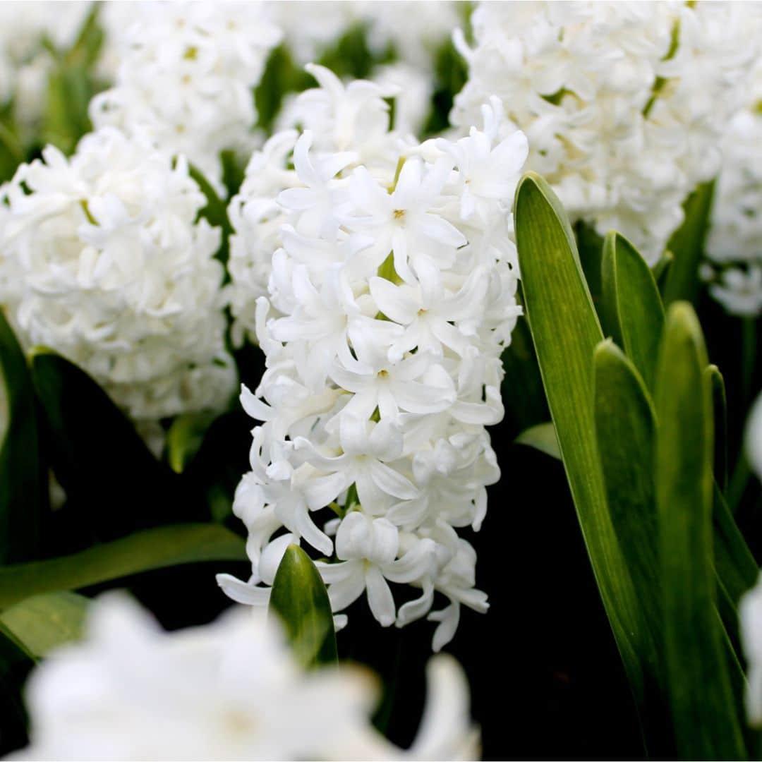 Flowerbulbs Amsterdam - Louvre - 10 Blumenzwiebeln - Gr��e 14/15