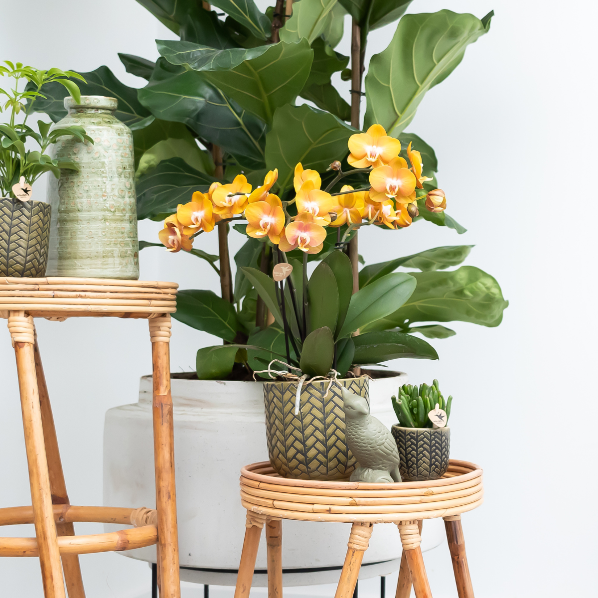 Kolibri Orchids | KOMBI ANGEBOT von 4 Phalaenopsis-Orchideen - Las Vegas - Topfgröße Ø12cm | blühende Zimmerpflanze - frisch vom Züchter