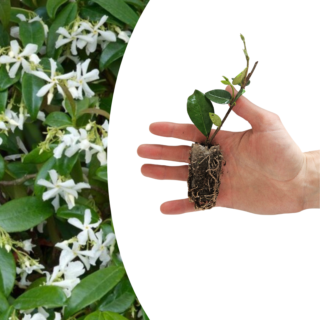 Trachelospermum jasminoides – 6 Jungpflanzen | Pflanzen & Genießen Sie den Duft des Jasmins