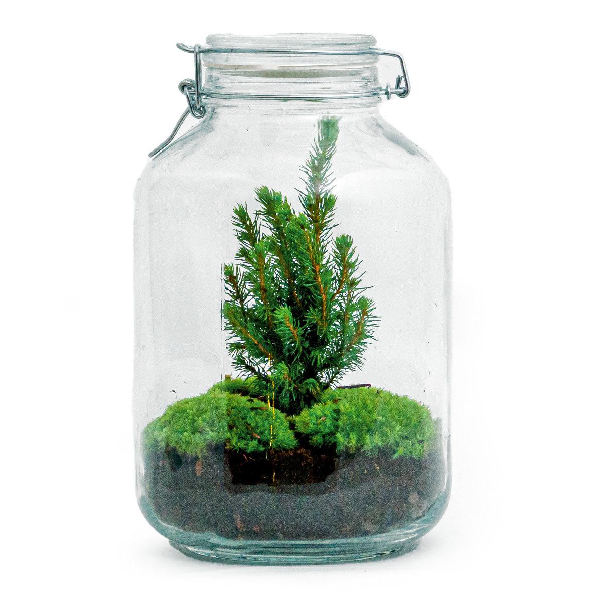DIY Flaschengarten - Jar Christma - ↕ 28 cm