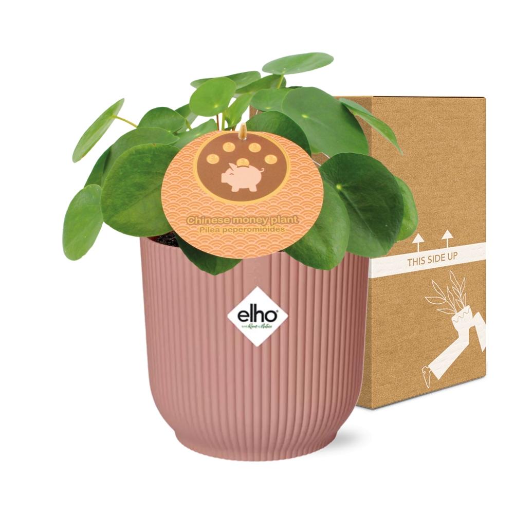 Easter -Pilea Peperomioides 12cm in ELHO Vibes Fold 14cm roze