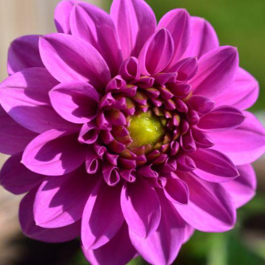 Flowerbulbs Amsterdam - Dahlie Blue Bell, Große Breite Blütenblätter