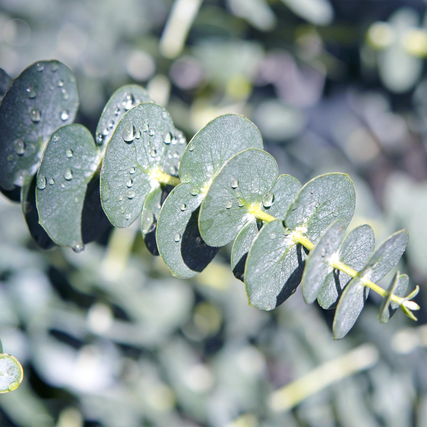 GreenboutiQ - Terrassenpflanze - Eukalyptusbaum - Eukalyptus gunnii - Grau - 6 Pflanzen - Winterhart - Topf 17cm Höhe 40cm