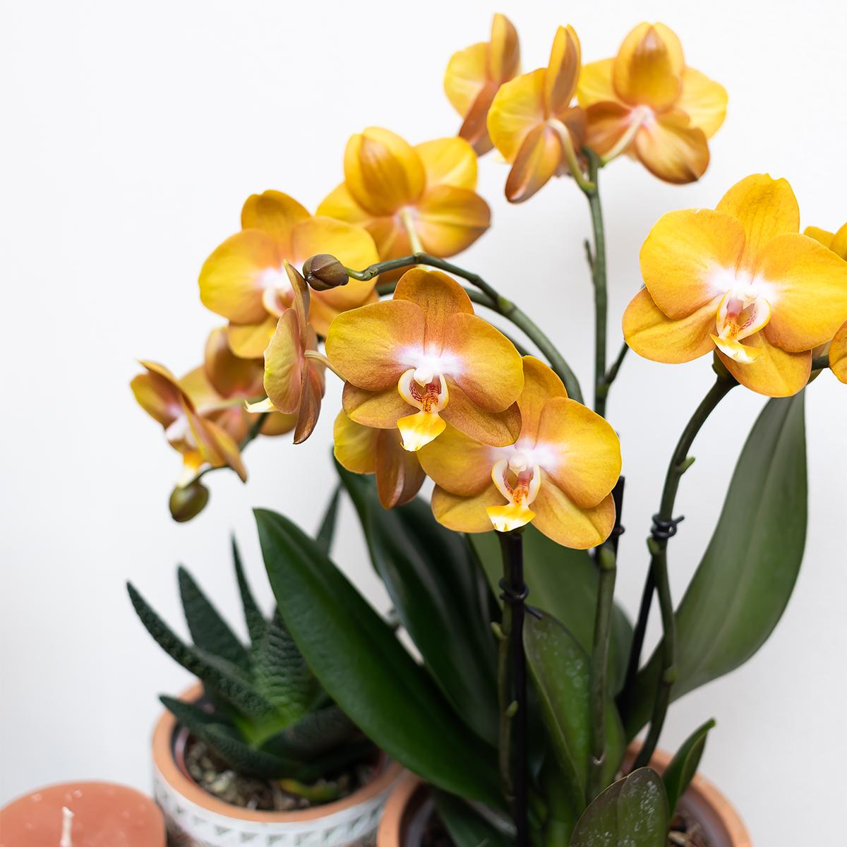 Kolibri Orchids | Orange Phalaenopsis-Orchidee Las Vegas im goldenen Groove-Ziertopf - Ø12cm