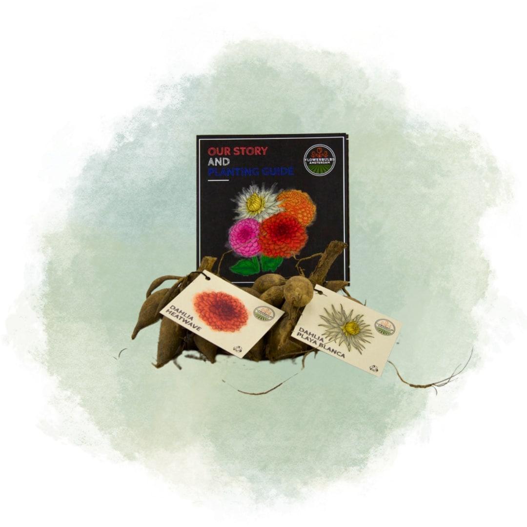 Flowerbulbs Amsterdam - Mix Romantische Schönheiten, Dahlien Playa Blanca & Dahlien Heatwave, 2 Stück