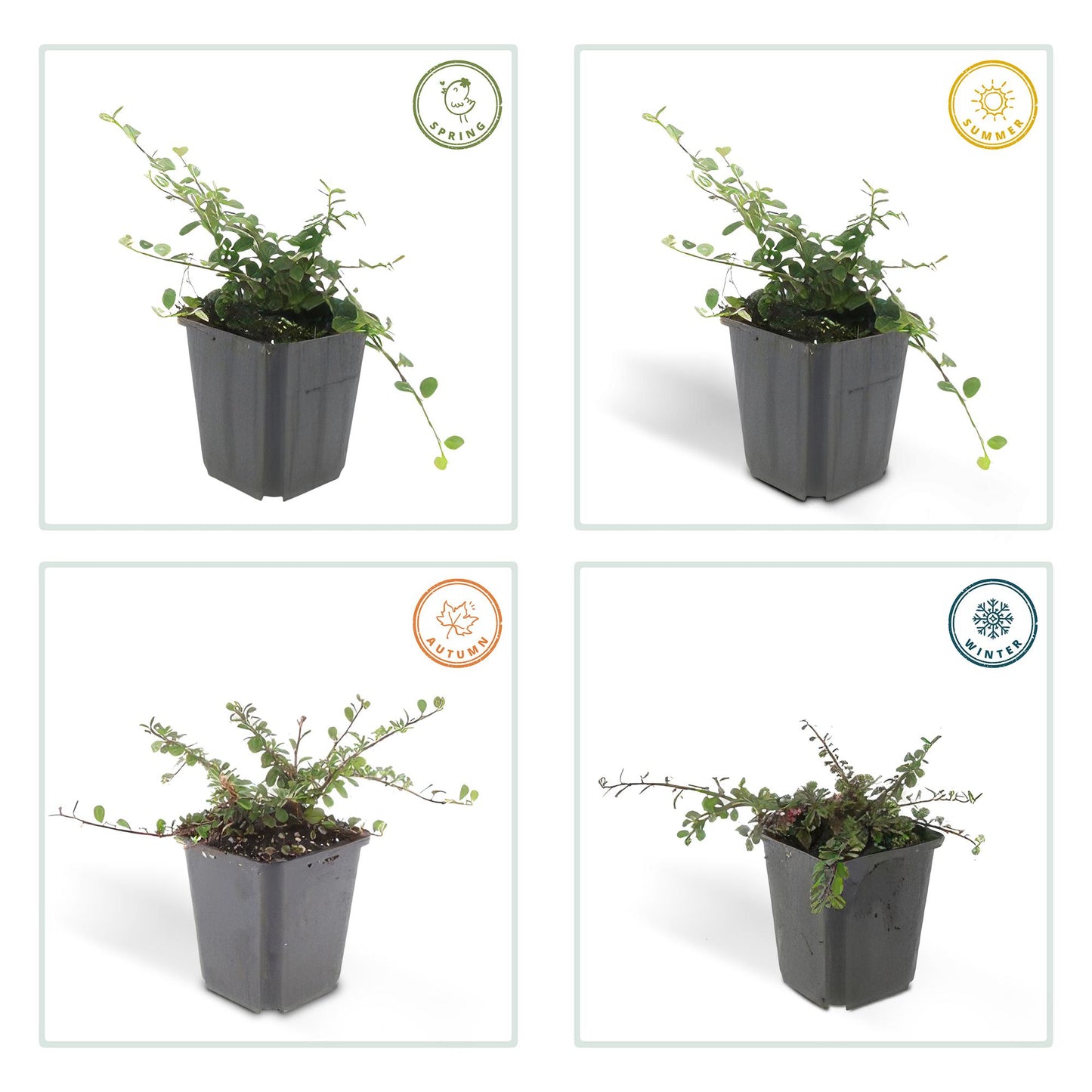 20x Cotoneaster pr. 'Queen of Carpets' - ↕10-25cm - Ø9cm
