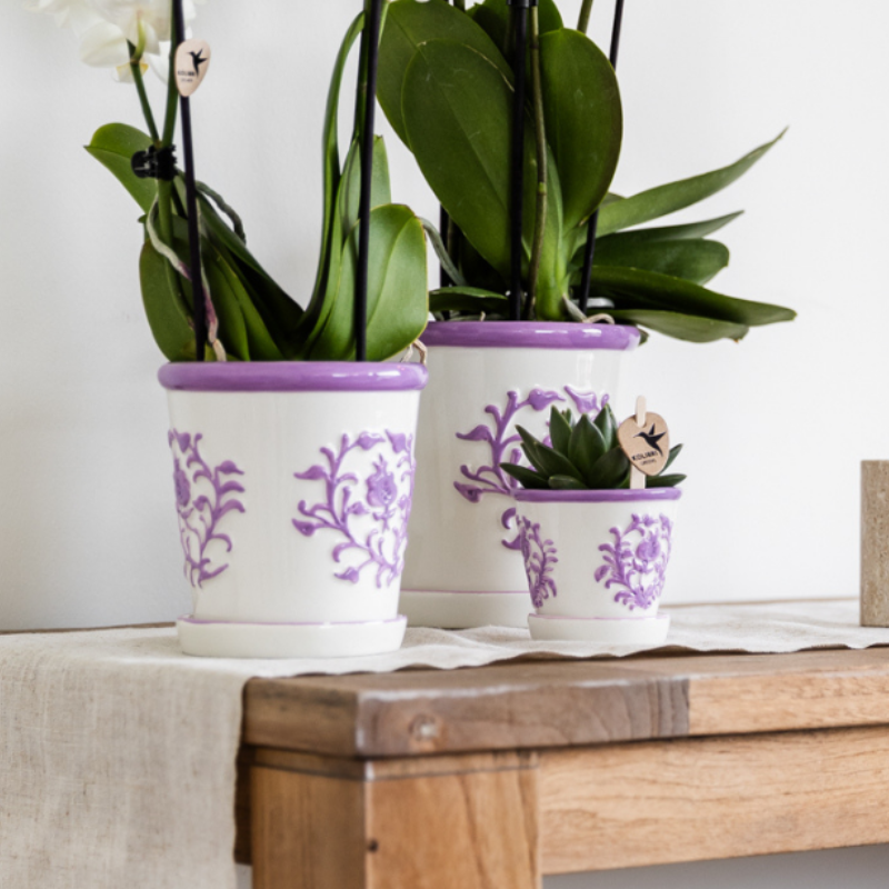 Kolibri Orchids | Lila Orchidee Vienna + Malaga Ziertopf Lila - Topfgröße Ø9cm | Blühende Zimmerpflanze - Frisch vom Züchter