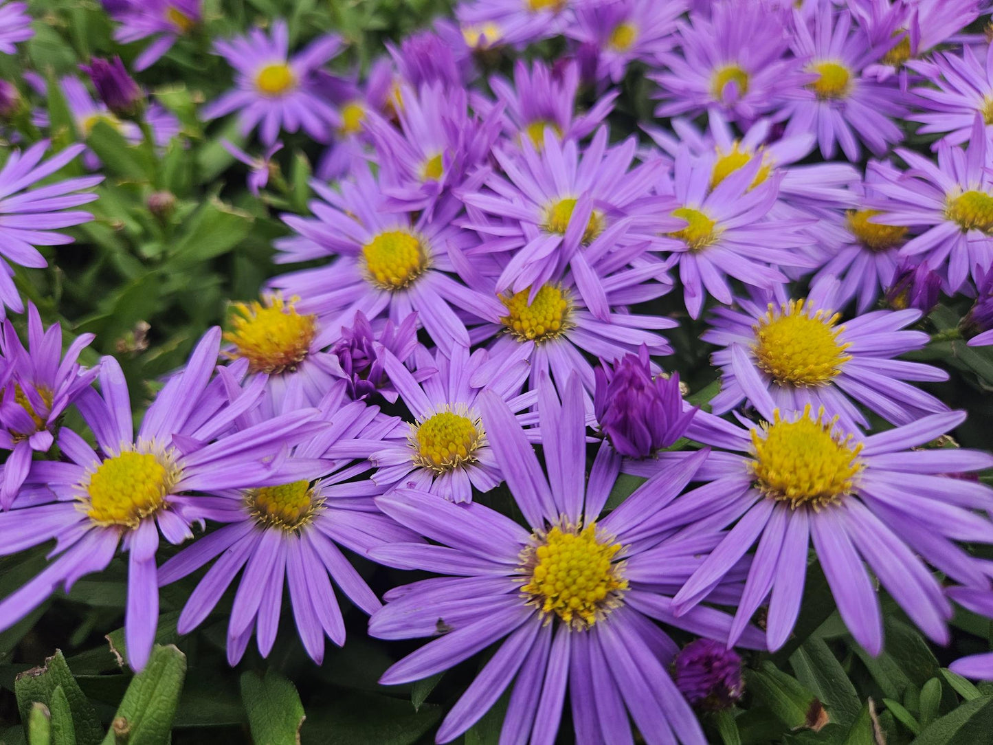 6x Aster (D) 'Prof. Anton Kippenberg' - ↕10-25cm - Ø9cm