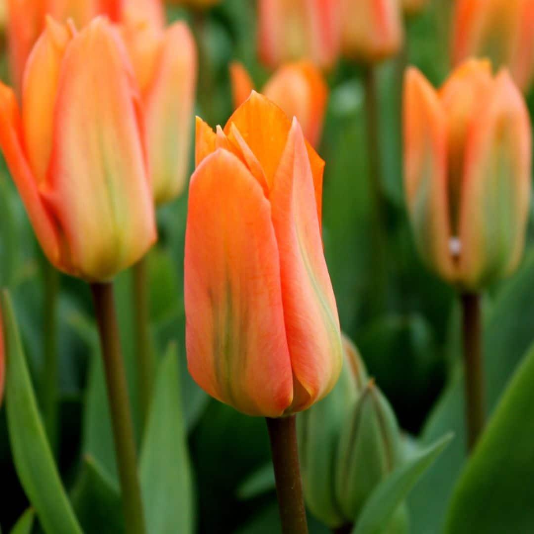 Flowerbulbs Amsterdam - Orange Emperor - 15 Blumenzwiebeln - Gr��e 12+