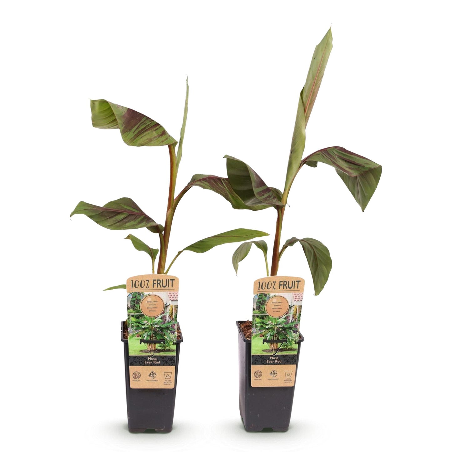 GreenboutiQ - Obstpflanze - Japanische Faserbanane - Musa Ever Red - Winterhart - 2 Pflanzen - Topf 15cm Höhe 50cm