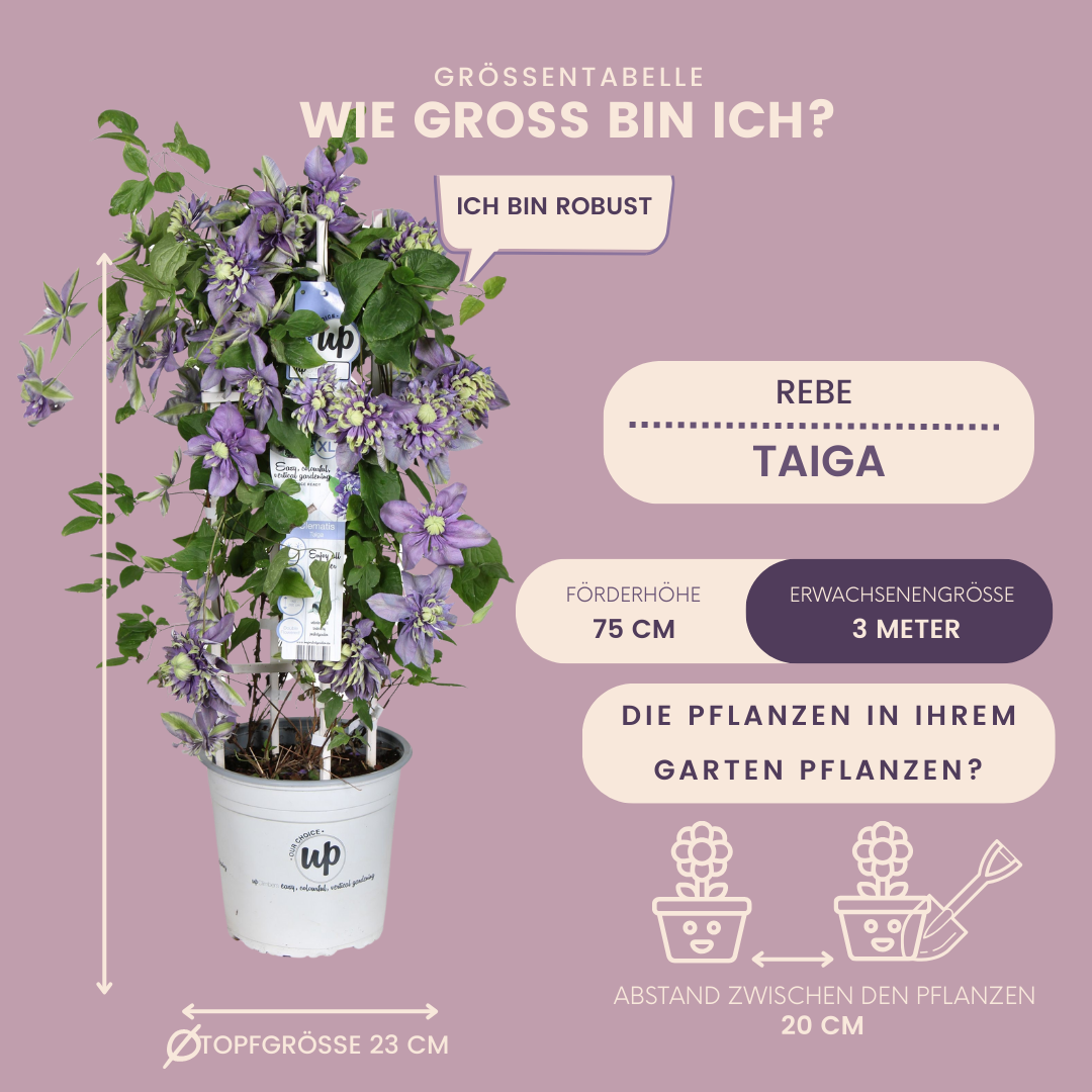 Waldrebe – Clematis 'Taiga' (Taiga XXL) – Ø 23 cm – ↨ 75 cm Toelichting: