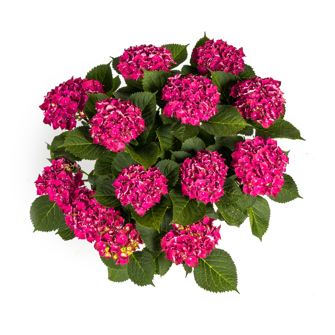 Hydrangea macrophylla Red Ø24cm - ↕70 - 80cm