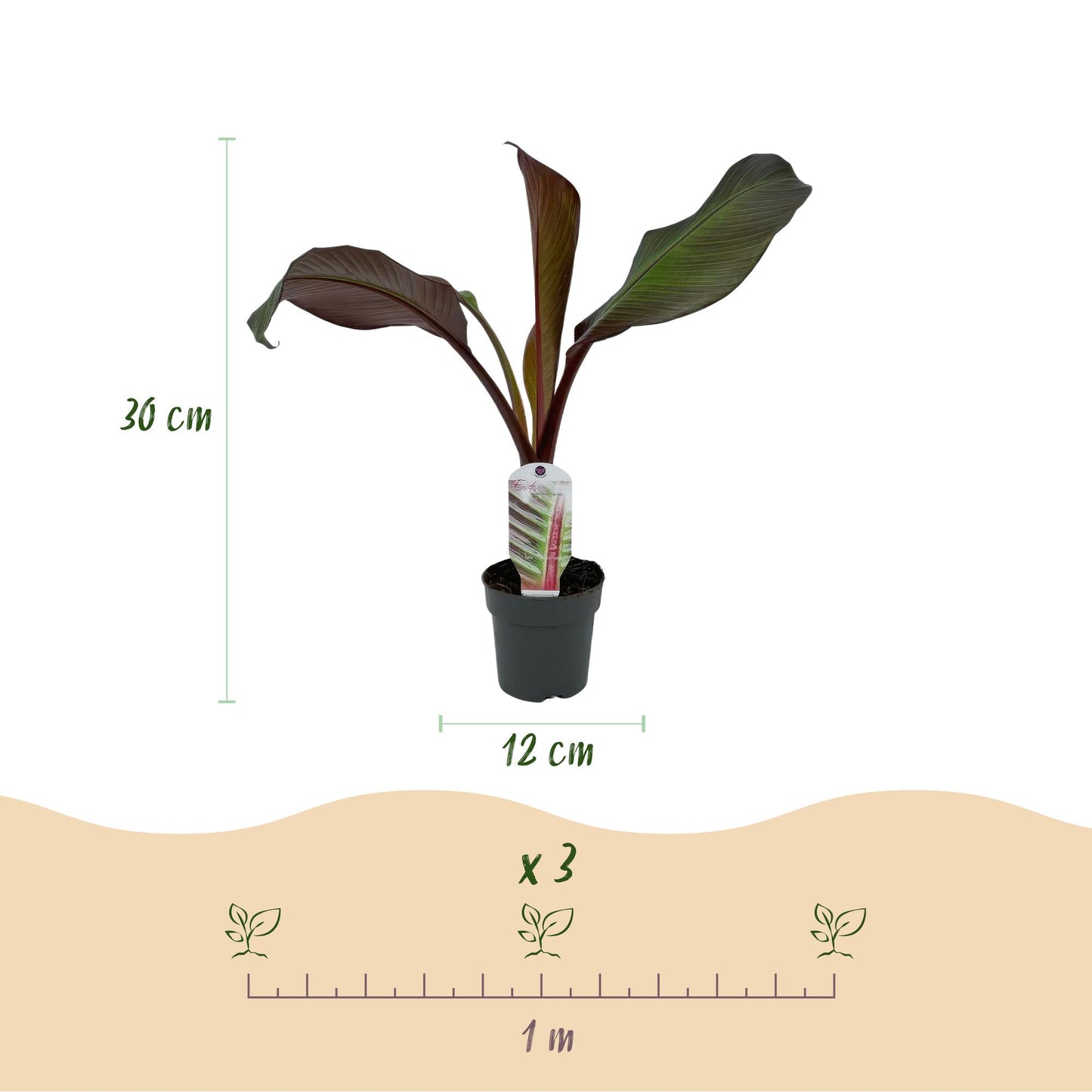 GreenboutiQ - Obstpflanze - Bananenpflanze - Ensete ventricosum Maurelli - Winterhart - 6 Pflanzen - Topf 12cm Höhe 30cm