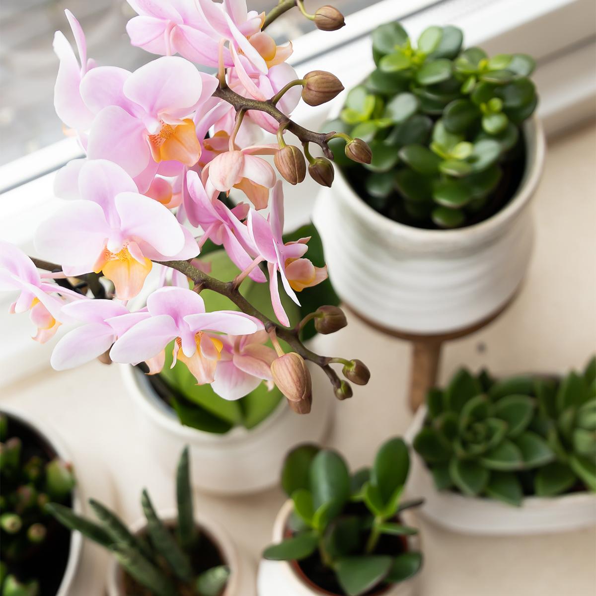 Kolibri Greens | Groene Pflanze - Sukkulente Crassula Minor - Blumenerde Ø6cm - grüne Zimmerpflanze - frisch aus der Gärtnerei