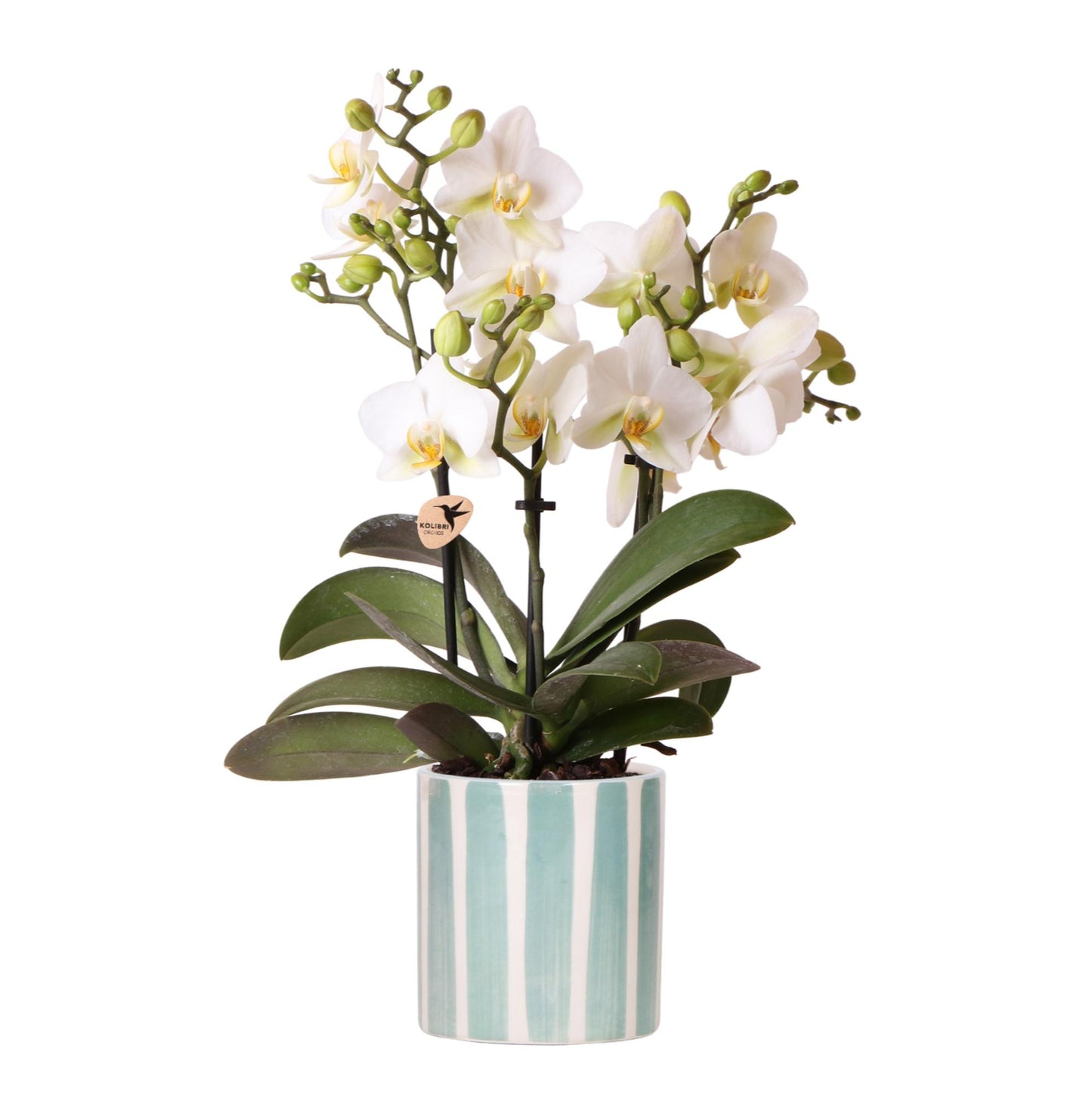 Kolibri Orchids | Weiße Phalaenopsis Orchidee Lausanne + Painted Stripe Ziertopf Türkis - Topfgröße Ø9cm | Blühende Zimmerpflanze - Frisch vom Züchter