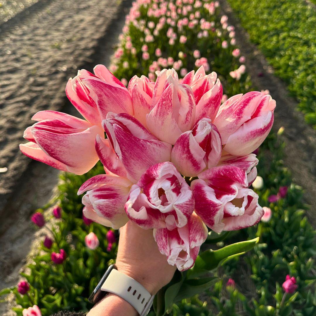 Flowerbulbs Amsterdam - Appie's Best - 30 Blumenzwiebeln - Gr��e 12+