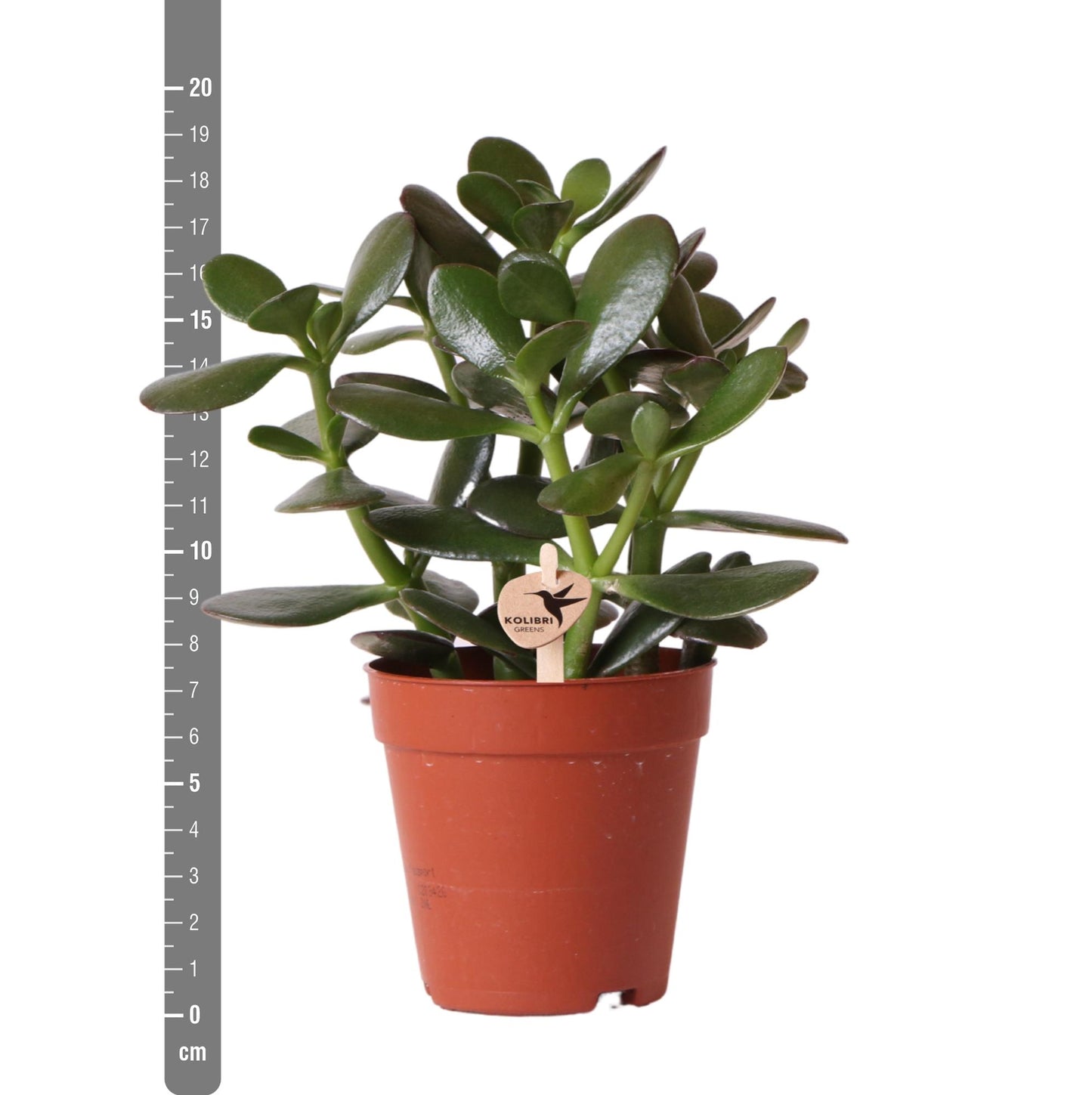 Kolibri Greens | Groene Pflanze - Sukkulente Crassula Ovata - grüne Zimmerpflanze - frisch aus der Gärtnerei - Ø9cm