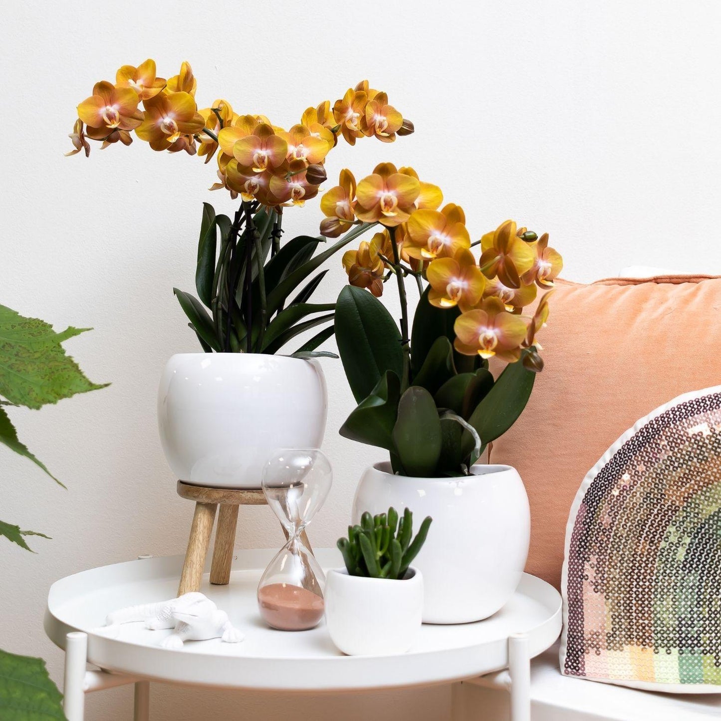 Kolibri Orchideen | Orange-goldene Phalaenopsis-Orchidee - Jewel Las Vegas - Topfgröße Ø12cm | blühende Topfpflanze - frisch vom Züchter