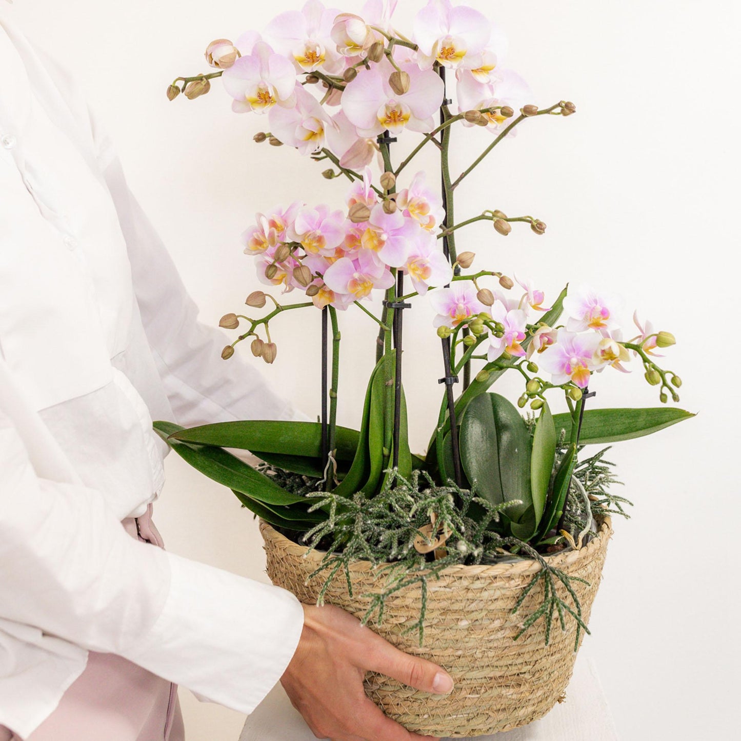 Kolibri Home - Einlage mit Wasserreservoir für Orchideenschale - Bewässerungssystem für Orchideen - Inlay 1x12 + 2x9 - Field Bouquet + 3x watergeeflonten