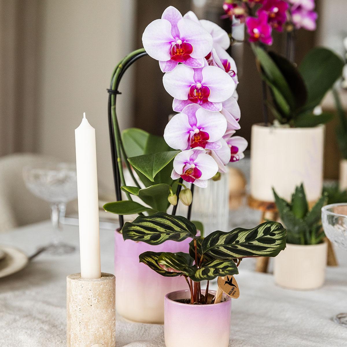 Kolibri Home | Gradience Übertopf - Pink - Ø9cm
