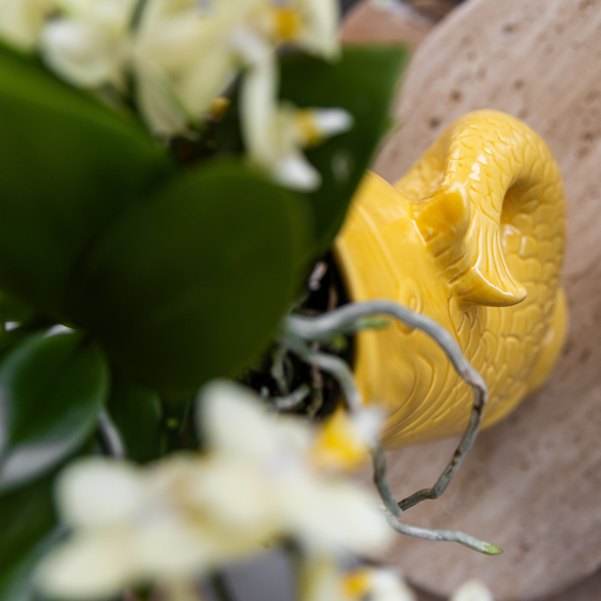 Kolibri Company | Geschenkset Mediterranean Sunset | Pflanzenset mit weißer Phalaenopsis Orchidee Lausanne und Sukkulenten inkl. Keramiktöpfen