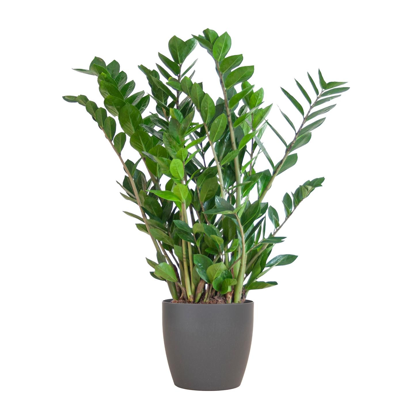 Zamioculcas Zamiifolia mit Viber Grau - 80cm - Ø21