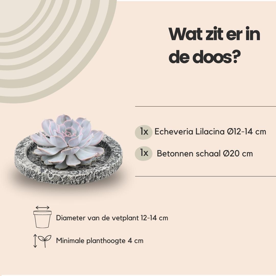 ROOTLESS Succulent Echeveria Lilacina in Schale 'Concrete' Ø20 cm - ↕5 cm