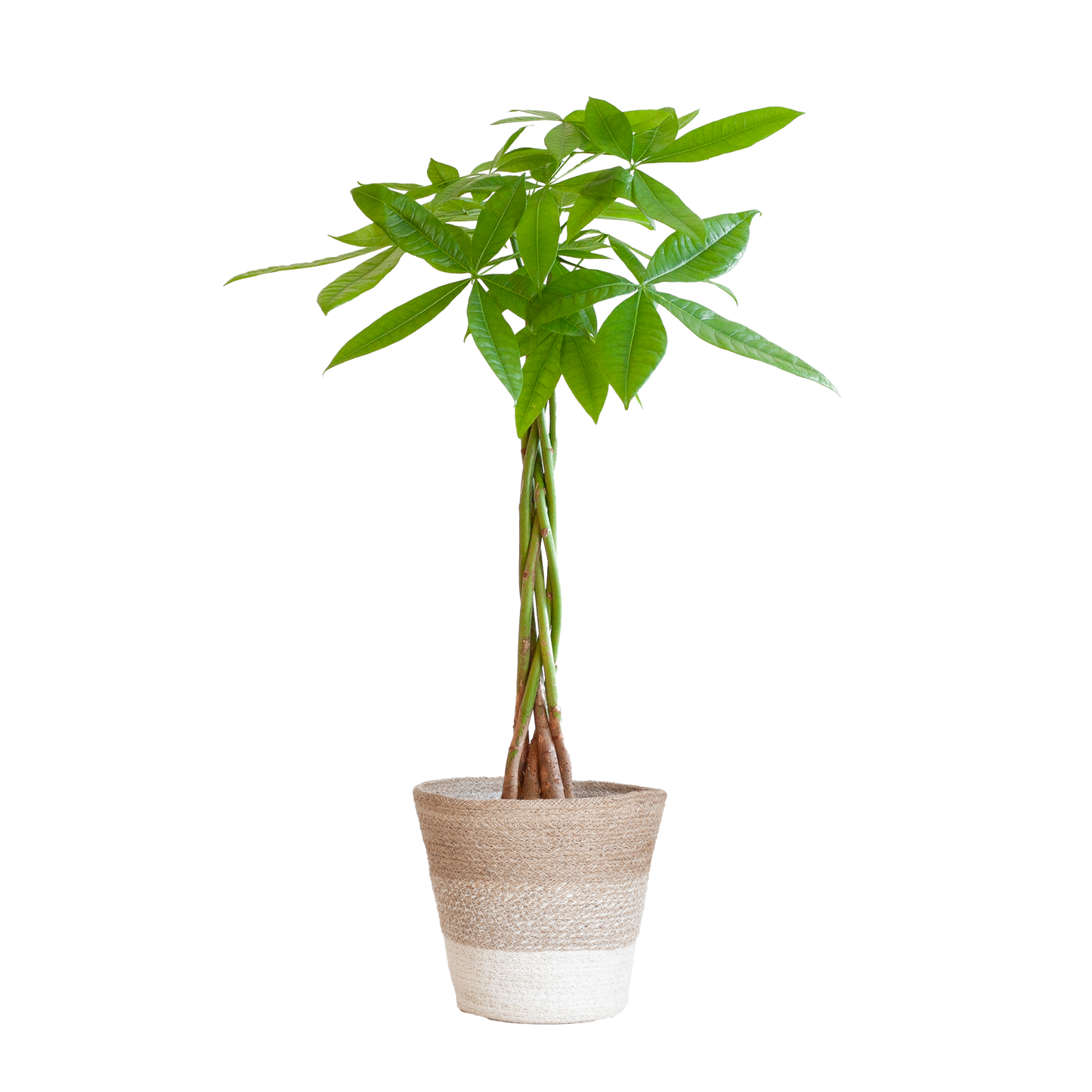 Pachira Aquatica mit Pflanzkorb Lissabon weiß - 80cm - Ø21