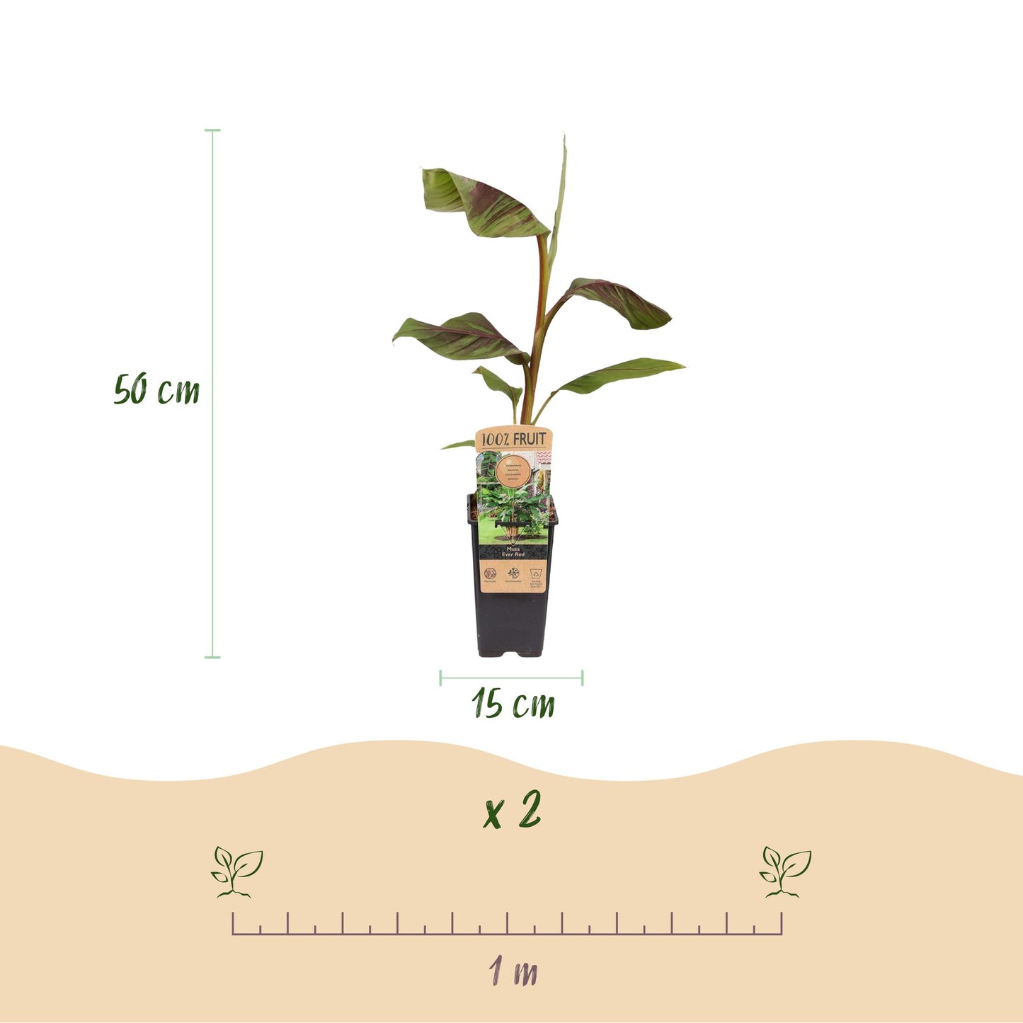 GreenboutiQ - Obstpflanze - Japanische Faserbanane - Musa Ever Red - Winterhart - 2 Pflanzen - Topf 15cm Höhe 50cm