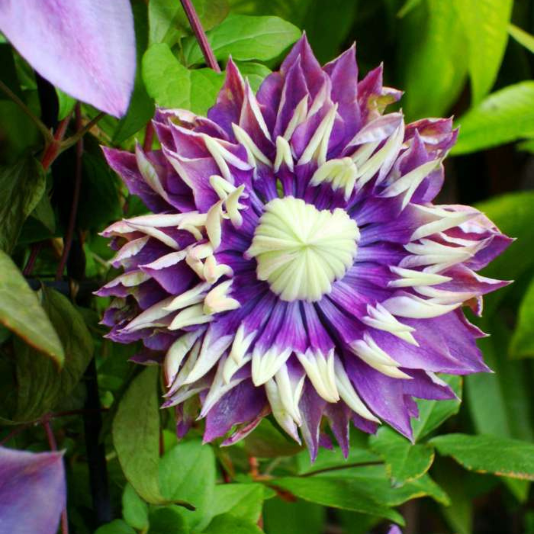 Waldrebe – Clematis 'Taiga' (Taiga XXL) – Ø 23 cm – ↨ 75 cm Toelichting: