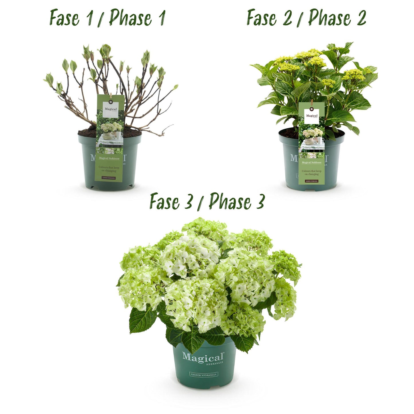 Green boutiQ - Balkonpflanze - Hortensie - Hydrangea Magical Nobless - Weiß - 6-10 Blüten - Topf 23cm Höhe 55cm