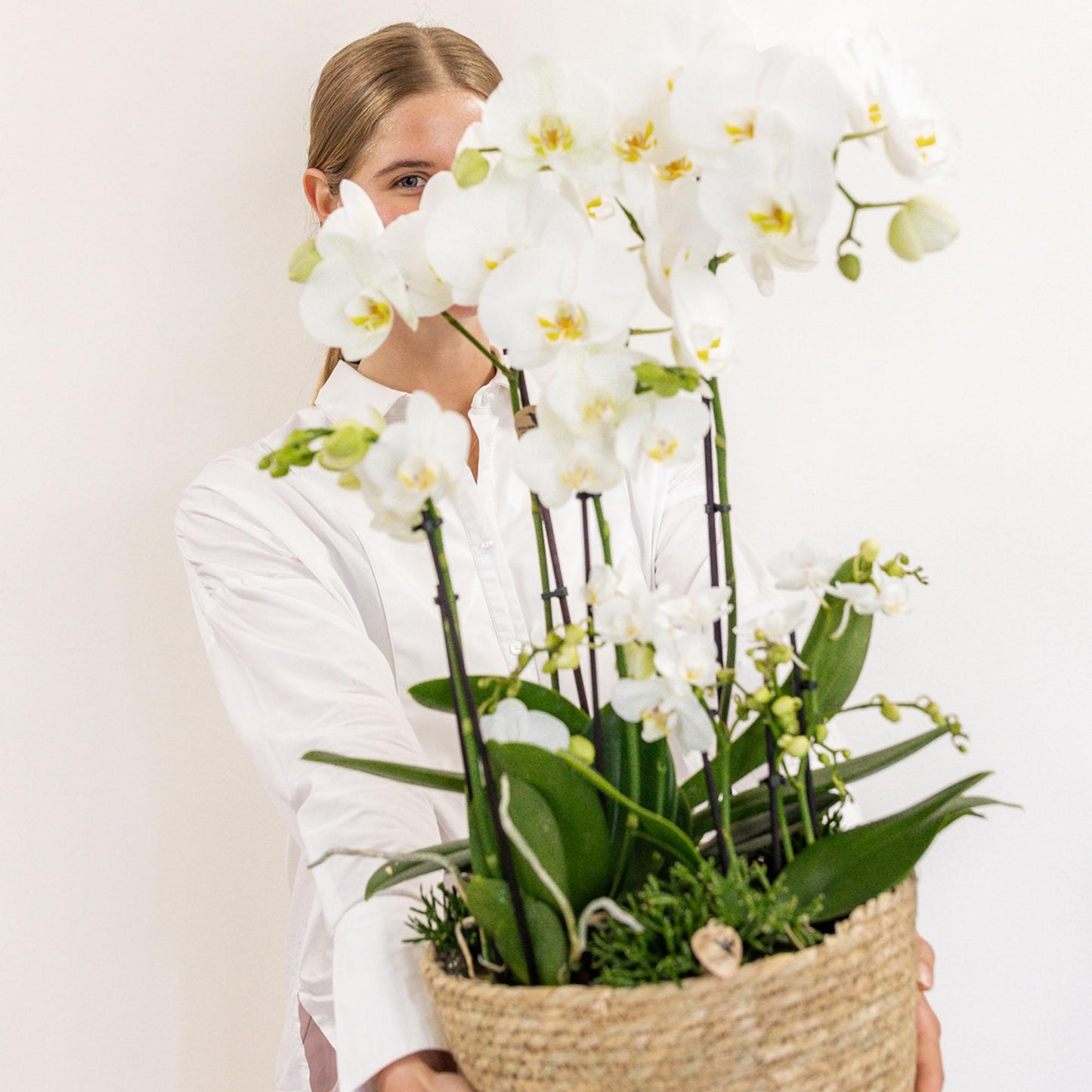 Kolibri Orchids | weißes Pflanzenset im Baumwollkorb inkl. Wassertank | drei weiße Orchideen und drei Grünpflanzen | Feldstrauß weiß mit autarkem Wassertank