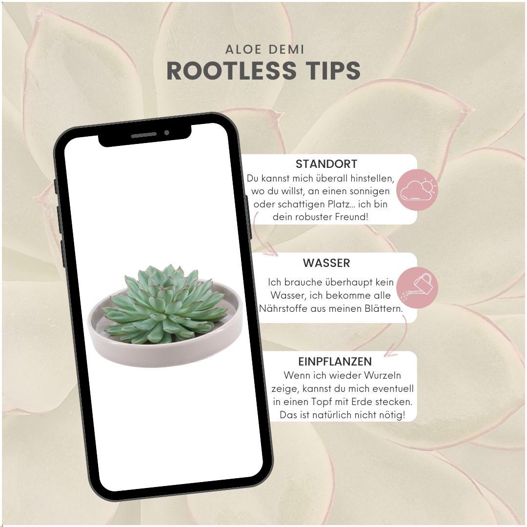 ROOTLESS Succulent Echeveria Pulidonis in Schale 'taupe' Ø20 cm - ↕5 cm