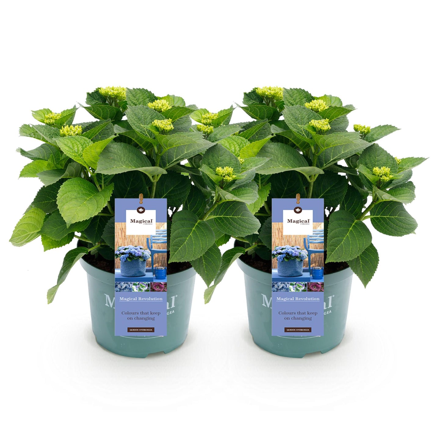Green boutiQ - Balkonpflanze - Hortensie - Hydrangea Magical Revolution Blue - Blau - 6-10 Blumen - 2 Pflanzen - Topf 23cm Höhe 55cm