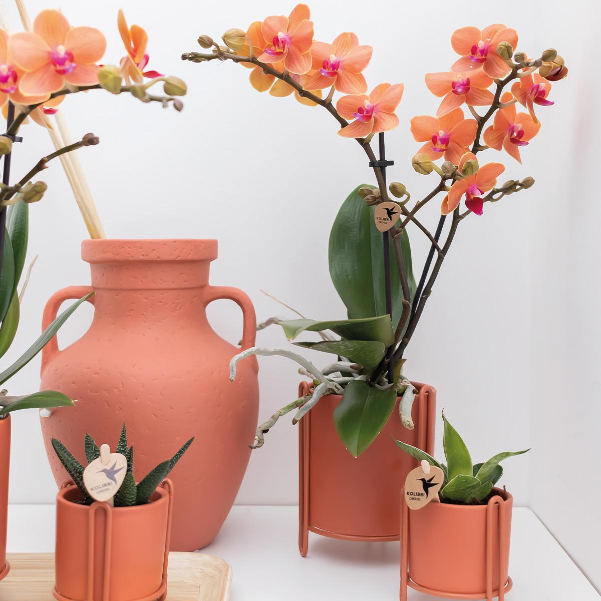 Kolibri Orchids | Orange Phalaenopsis Orchidee - Mineral Bolzano - Topfgröße Ø9cm | blühende Topfpflanze - frisch vom Züchter